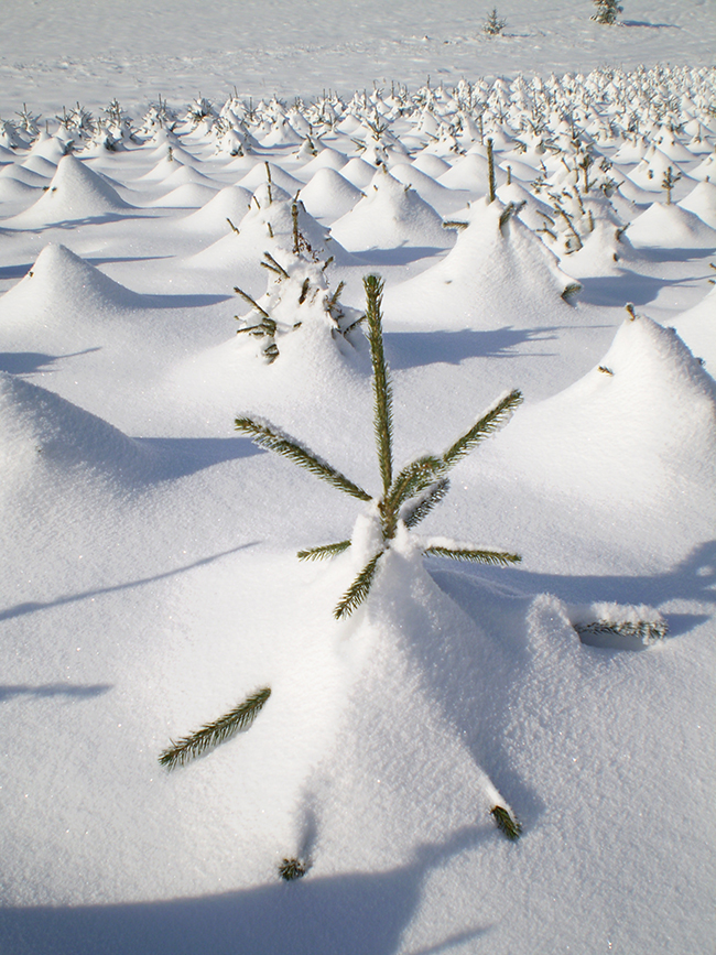 alberi di natale